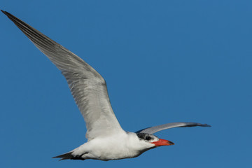 Caspian Tern in Australasia