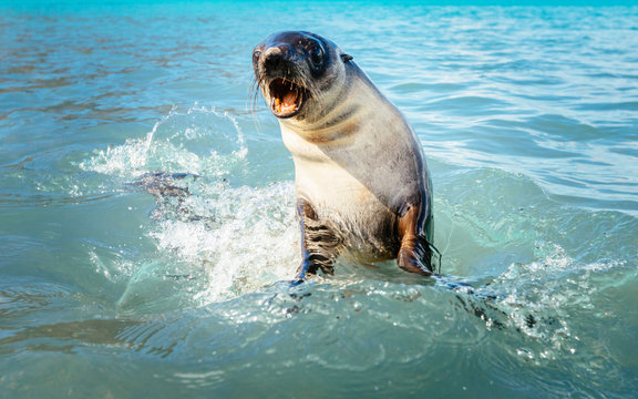 Feisty fur seal, Jason Harbour, South Georgia Island.
