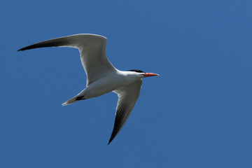 Caspian Tern in Australasia