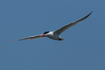 Caspian Tern in Australasia