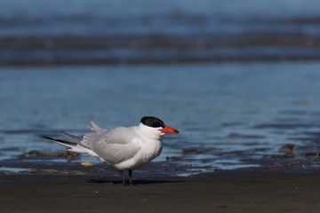 Caspian Tern in Australasia