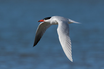 Caspian Tern in Australasia