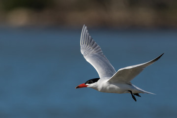Caspian Tern in Australasia