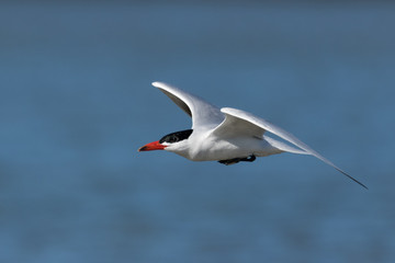 Caspian Tern in Australasia