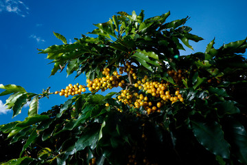 Fototapeta na wymiar Farm coffee plantation in Brazil - Cafe do Brasil
