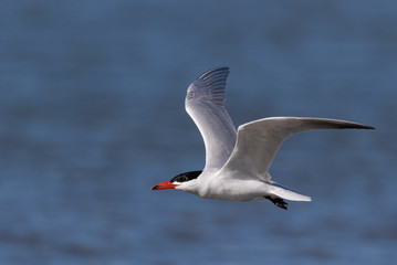 Fototapeta na wymiar Caspian Tern in Australasia