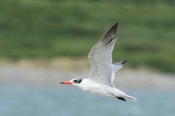 Caspian Tern in Australasia