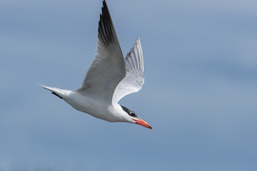 Caspian Tern in Australasia