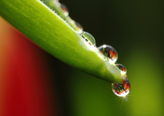 drops on tulip