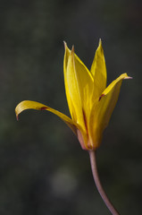 Tulipa sylvestris the wild tulip or woodland tulip wild tulip a small but beautiful yellow flower with reddish nerves