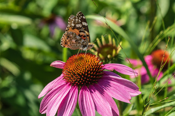 A bright butterfly sat on a beautiful flower against a background of green leaves. Ajar wings of a butterfly. Wild Animals.