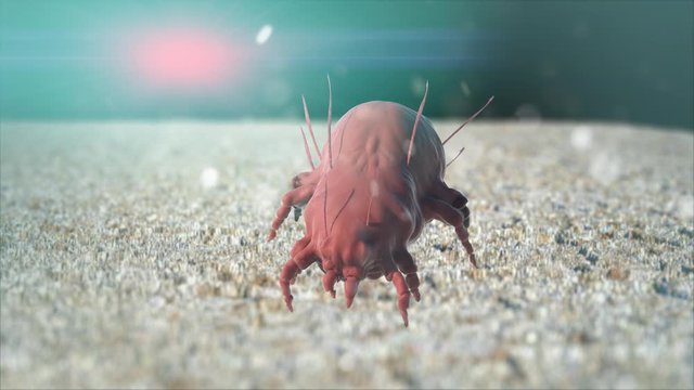 a house dust mite 3d render