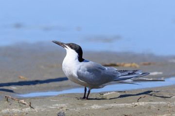 Common Tern in Australasia