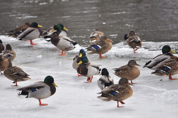 Wild ducks on the frozen riverbank
