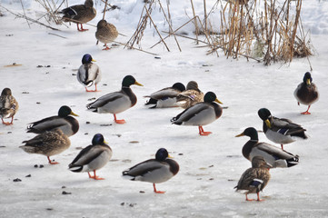 Wild ducks on the frozen riverbank