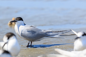 Common Tern in Australasia