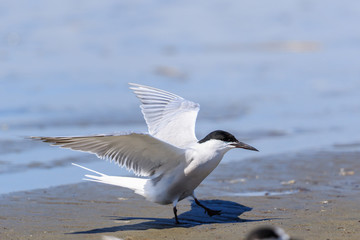Common Tern in Australasia