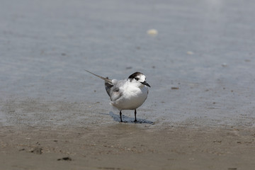 Common Tern in Australasia
