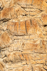 Texture of palm bark. Close up.