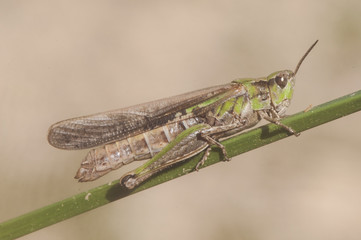 Aiolopus puissanti green and brown grasshopper perched on a reed