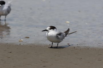Common Tern in Australasia