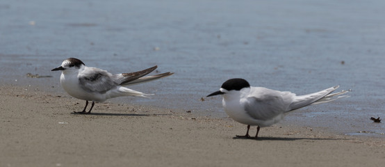 Common Tern in Australasia