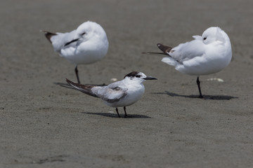 Common Tern in Australasia