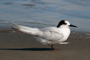 Common Tern in Australasia