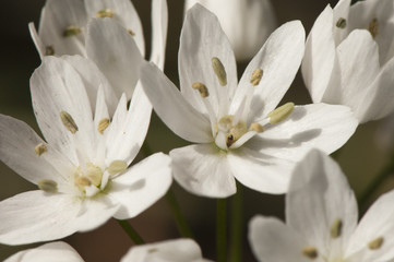 Fototapeta na wymiar Allium wild garlic species of beautiful white flowers