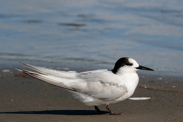Common Tern in Australasia