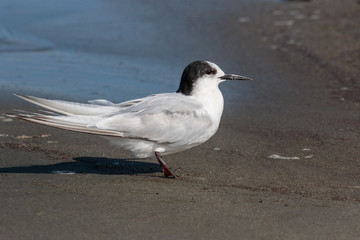 Common Tern in Australasia