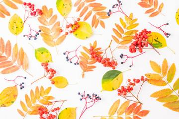 Flat lay pattern with colorful autumn leaves and berries on a white background