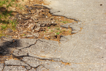 The roots of the tree destroyed the asphalt, cracked asphalt on the road.