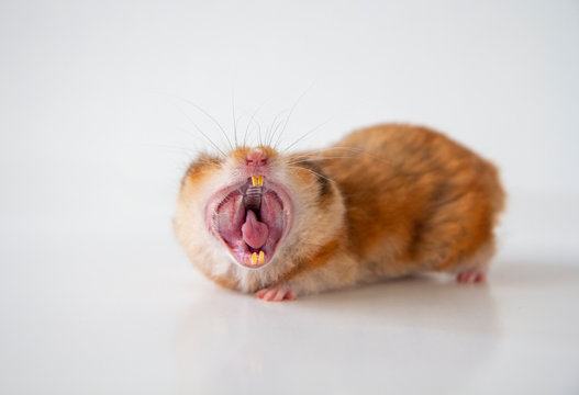 Orange hamster yawning with mouth wide open and teeth visible