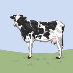 Cow standing on the grass. Vector sketch drawing, illustration.