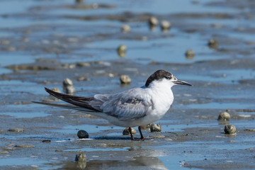 Common Tern in Australasia