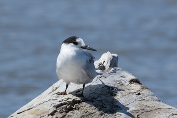 Common Tern in Australasia