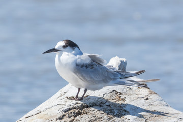 Common Tern in Australasia