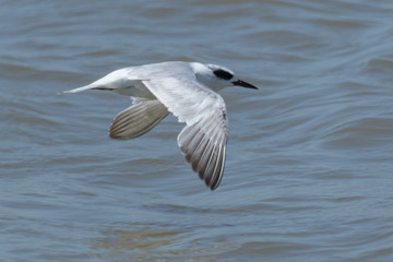 Fototapeta na wymiar Forster's Tern in Texas USA