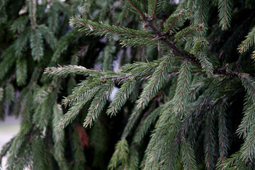 green pine tree branch background