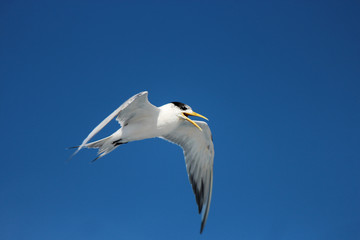Greater Crested Tern in Australia