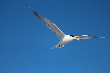 Greater Crested Tern in Australia