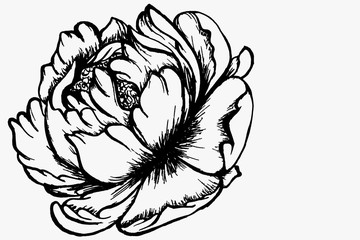 Botanical illustration of peony flower, bud and leaf. Drawn with black liner on white paper. Design of textiles, cards, home textiles, home decor, wallpapers, posters