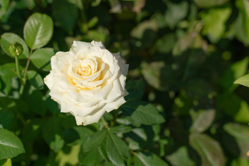 Photo of a white rose growing in the garden on a background of green foliage