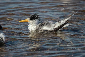 Greater Crested Tern in Australia