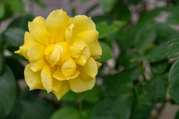 Obraz premium Photo of a yellow rose growing in the garden on a background of green foliage