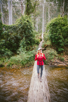A woman is walking across a fallen tree that forms a bridge across Govetts Creek, Blue Gum Forest, Blue Mountains, New South Wales, Australia.