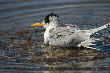 Greater Crested Tern in Australia
