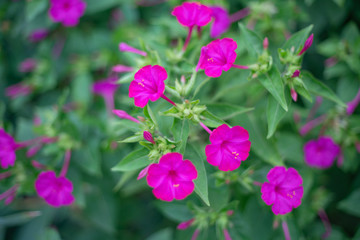 Obraz premium Pink Mirabilis flowers. Night beauty.
