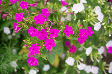 Pink and white mirabilis flowers. Night beauty.